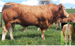 Red P MN RRE - Premiumsæd