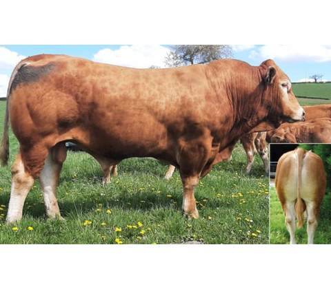 Red P MN RRE - Premiumsæd