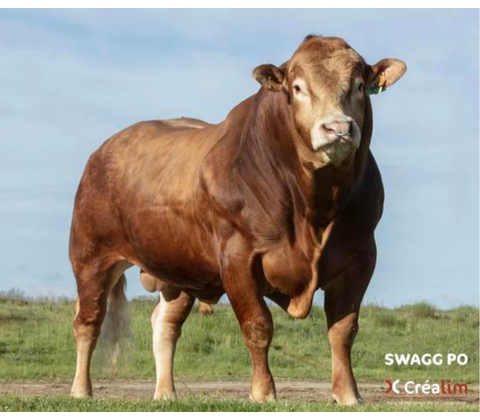 Swagg PO RJ - Produktionssæd