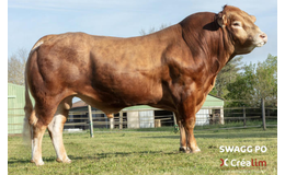 Swagg PO RJ - Produktionssæd