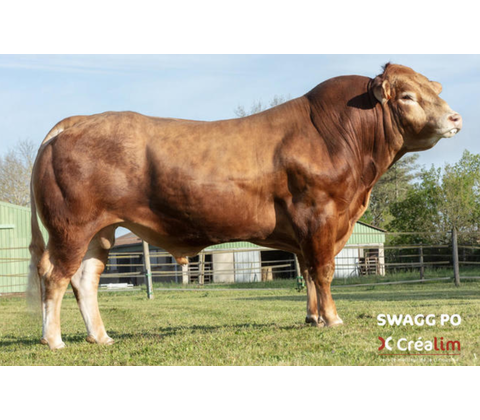 Swagg PO RJ - Produktionssæd