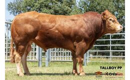 Tallboy PP MN RRE - Premiumsæd