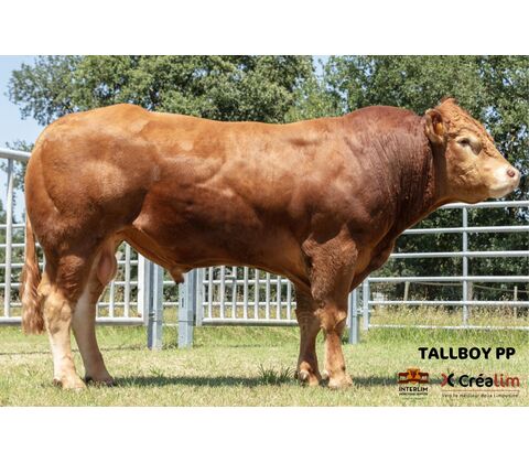 Tallboy PP MN RRE - Premiumsæd