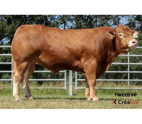 Tweed PP - Produktionssæd