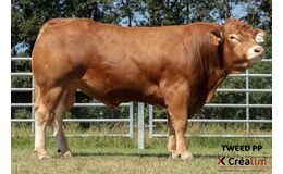 Tweed PP - Produktionssæd