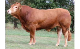 Uljance PP - Premiumsæd