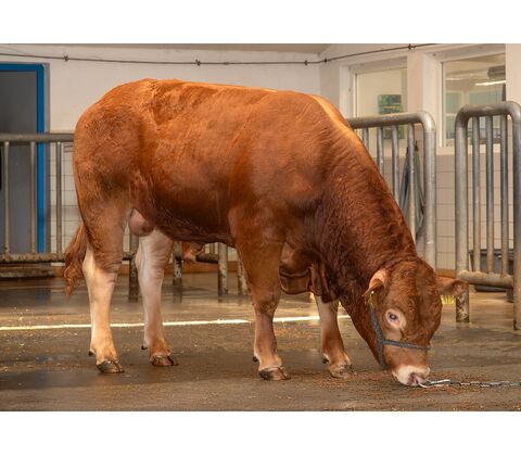 VB Vegas P KØBES HOS VIKING