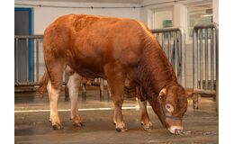 VB Vegas P KØBES HOS VIKING