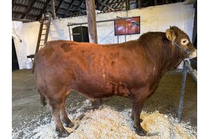 Billede af Hodde Vagabond P