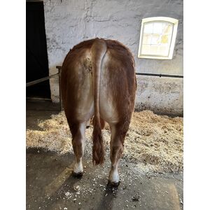 Billede 2 af Hodde Valentino