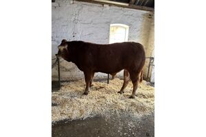 Billede af Hodde Valentino