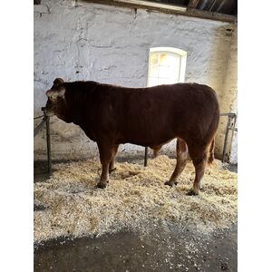 Billede 1 af Hodde Valentino