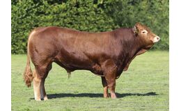 Boest Konge P KØBES HOS VIKING