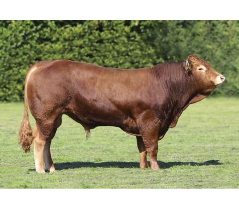 Boest Konge P KØBES HOS VIKING