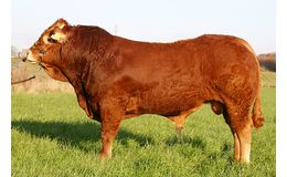 Færks Clark KØBES HOS VIKING