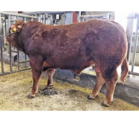 Grønbjerg P Maximum