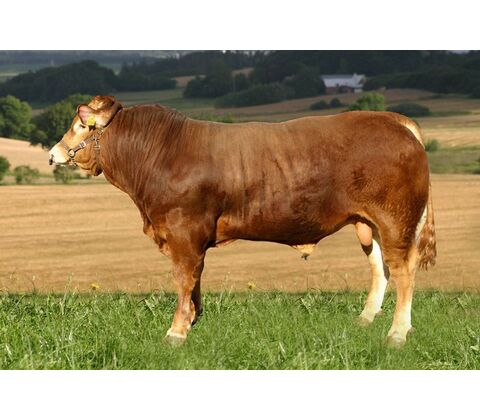 Thy Bendix KØBES HOS VIKING