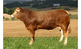 Thy Bendix KØBES HOS VIKING