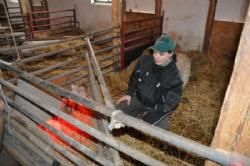 13. februar - På gården var også grise, og en so havde netop faret samme morgen