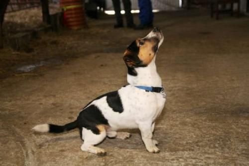 6. februar - Gårdens kjællepot, Oskar, en blanding af Jack Russel-terrie og en Fox-terrie, fandt hurtigt ud af at tigge en lille bid hos de besøgende