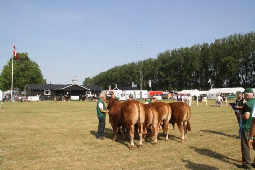 Sønderjyske Fællesskue i Aabenraa  - Tyre 18-21 mdr.: Gunnar Paulsen, Agerskov med Birkegårdens Mester fik 23 point og ærespræmie. Tyre 14-16 mdr.: Lilholdt Limousine v/ Susanne Behrens Have, Toftlund, 23 point  Østermarkens Limousine, Bredebro, 22 point. Tyre 12-14 mdr.: Granly Limousine v/Bent Schultz Kloster, Vojens, 23 point