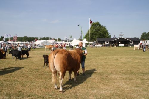 Sønderjyske Fællesskue i Aabenraa  - Tyre 30-36 mdr.: Skovlund Limousine v/ Søren L. Paulsen, Toftlund, 23 point og ærespræmie