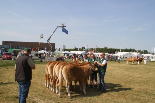 Sønderjyske Fællesskue i Aabenraa  - Kvier 10-12 mdr.: Skovlund Limousine v/Søren L. Paulsen, Toftlund, 22 point  Granly Limousine v/Bent Schultz, Vojens, 23 point