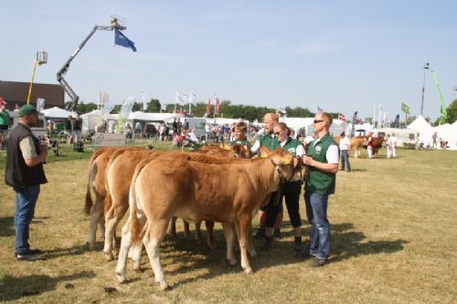 Sønderjyske Fællesskue i Aabenraa  - Kvier 10-12 mdr.: Skovlund Limousine v/Søren L. Paulsen, Toftlund, 22 point.  Granly Limousine v/Bent Schultz, Vojens, 23 point