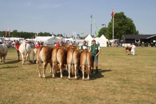 Sønderjyske Fællesskue i Aabenraa  - Kvier 24-27 mdr.: Skovlund Limousine v/ Søren L. Paulsen, Toftlund, 23 point. Kvier 18-21 mdr.: Skovlund Limousine v/ Søren L. Paulsen, Toftlund, 23 point. Kvier 16-18 mdr.: Lilholdt Limousine v/ Susanne Behrens Have, Toftlund, 23 point og ærespræmie Mads Behrens Have, Toftlund, 22 point