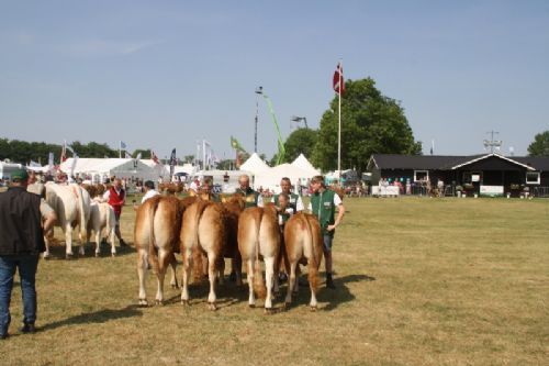 Sønderjyske Fællesskue i Aabenraa  - Kvier 24-27 mdr.: Skovlund Limousine v/ Søren L. Paulsen, Toftlund, 23 point. Kvier 18-21 mdr.: Skovlund Limousine v/ Søren L. Paulsen, Toftlund, 23 point. Kvier 16-18 mdr.: Lilholdt Limousine v/ Susanne Behrens Have, Toftlund, 23 point og ærespræmie Mads Behrens Have, Toftlund, 22 point