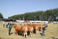 Sønderjyske Fællesskue i Aabenraa  - billede 16