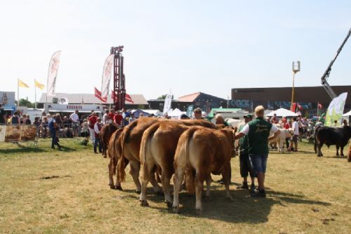 Sønderjyske Fællesskue i Aabenraa  - Tyr fra Lilholdt Limousine v/ Susanne Behrens Have, Toftlund Tyr fra Gunnar Paulsen, Agerskov  Ko fra Gunnar Paulsen, Agerskov Tyr fra Skovlund Limousine v/ Søren Paulsen, Toftlund