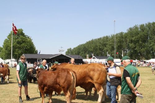 Sønderjyske Fællesskue i Aabenraa  - Tyr fra Lilholdt Limousine v/ Susanne Behrens Have, Toftlund Tyr fra Gunnar Paulsen, Agerskov  Ko fra Gunnar Paulsen, Agerskov Tyr fra Skovlund Limousine v/ Søren Paulsen, Toftlund