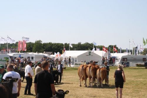 Sønderjyske Fællesskue i Aabenraa  - Interbreed – bedste Besætning: Skovlund Limousine v/ Søren L. Paulsen, Toftlund