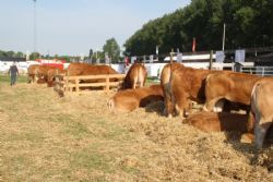 Sønderjyske Fællesskue i Aabenraa  - Limousinerne nyder stilhed og morgenmad inden dagens dyrskue åbner