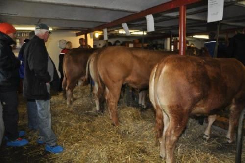 Åbent Hus Jylland - En lille håndfuld salgsdyr var bundet op hos Søren Hedegaard Jensen, så de kunne beses både forfra og bagfra.