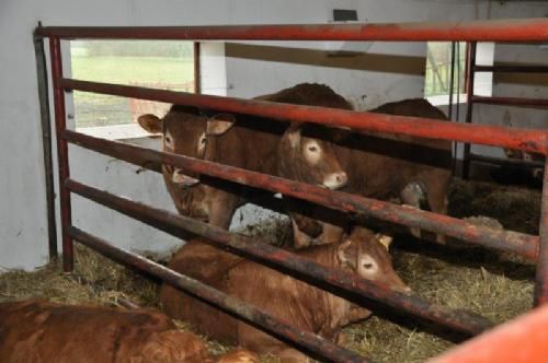 Åbent Hus Jylland - De store kvier gik i mindre stier af varierende størrelse hos Søren Hedegaard Jensen.