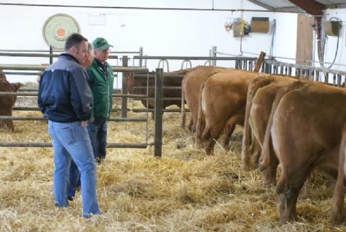 Åbent Hus Sjælland - Køerne skal også ses an bagfra. Hans inseminerer for tiden alle hundyr.