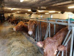 Åbent hus - De gamle stalde er blevet ombygget og dyrene går i flere afdelinger