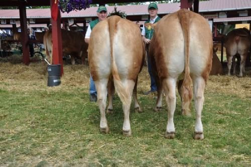 Ærepræmiedyr Roskilde dyrskue - Sdr. Skovgårds Irmeli og Sdr. Skovgårds Ilsa. Bedste par. Ærespræmie. Ejer Sdr. Skovgårds Limousine v. Knud Erik Szwed, Horslunde.