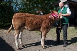 Ærespræmie-og vinderdyr - Randers Nadia – fra Freddie L. Christiansen, Randers SV