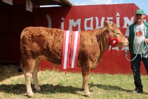 Ærespræmiedyr - Gandrup Hilda. Bedste Kvie, bedste hundyr, 24 point og ærespræmie. Ejer Skovlygård Limousine v. Pia Rasmussen, Sorø