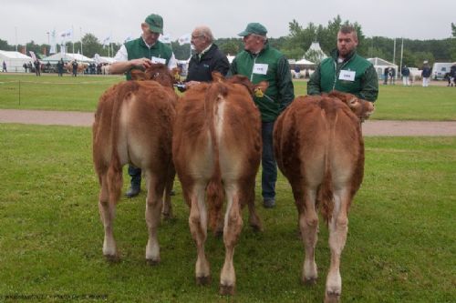 Bedømmelse - 12,11 Tyre 5 - 6 mdr.  Fløj (tv) til Egsgaard Noah fra Egsgaard Limousine v/ Margit og Erik Egsgaard, Vorbasse