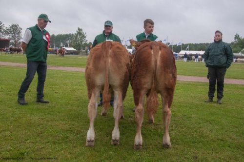 Bedømmelse - 12-12 Tyre 6 - 8 mdr. Fløj (tv) til Engkjaer Mind fra Engkjær Limousine v/ Jan Winum Poulsen, Brørup