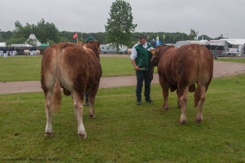 Bedømmelse - 12,15 Tyre 14-16 mdr. Fløj (tv) til Bøgely Mister fra Bøgely Limousine v/ Tommy Jessing, Brørup