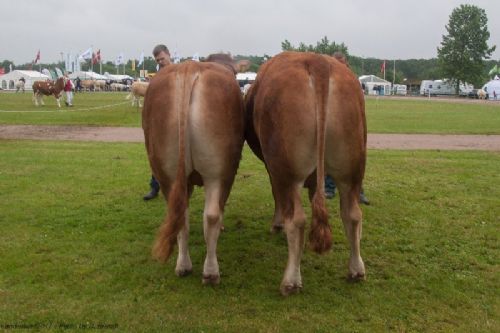 Bedømmelse - 12,16 Tyre 18-21 mdr. Fløj (th) til Lindegaarden Luggi fra Lindegaarden Limousine v/ A.P. Kragh Madsen, Randers SV