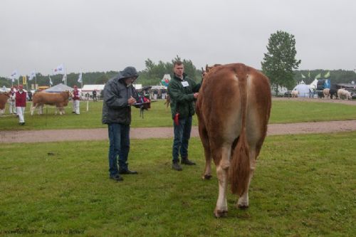 Bedømmelse - 12,17 Tyre 24-30 mdr. En tyr i holdet, Randers Limos fra Simon Thaysen Smidt, Ferritslev Fyn