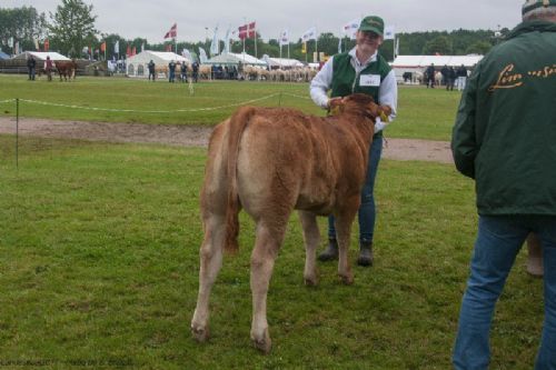 Bedømmelse - 12,21 Kvier 5 - 6 mdr. En kvie i holdet, Damgaard Nikkie fra Damgaard Limousine v/ Karsten Laursen, Juelsminde