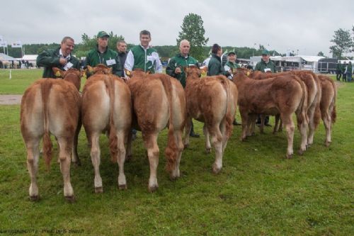 Bedømmelse - 12,22 Kvier 6 – 8 mdr.  Fløj (tv) til Lindegaarden Molly fra Lindegaarden Limousine v/ A.P. Kragh Madsen, Randers SV