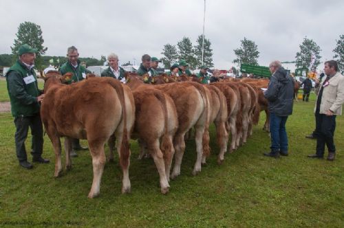 Bedømmelse - 12,23 Kvier 8 - 10 mdr. Fløj (tv) til Doverodde Maxima fra Nordbygaardens Limousine, Børkop